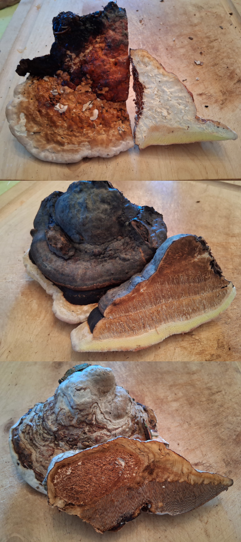 Pilzleder Workshop 1